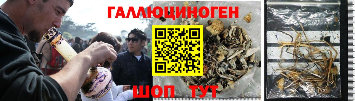 Псилоцибиновые грибы Psilocybe Коммунар
